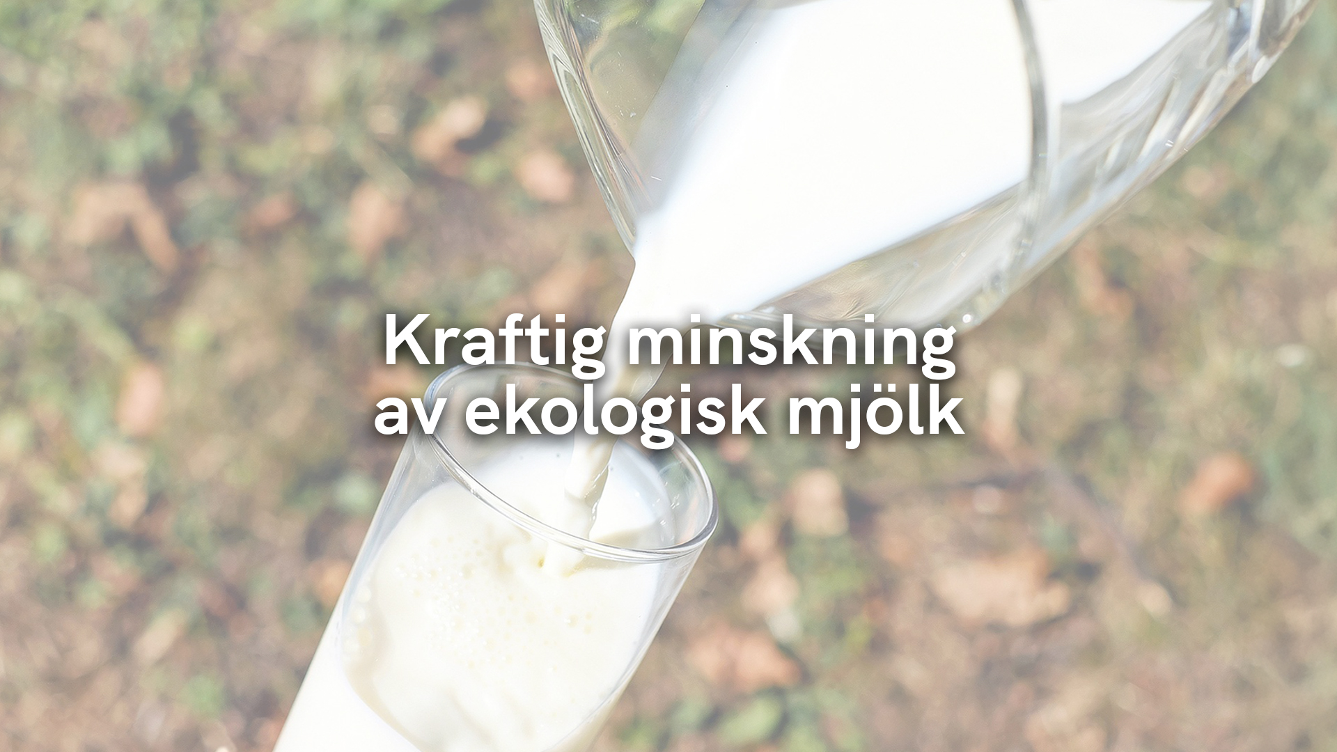 Kraftig minskning av ekologisk mjölk 