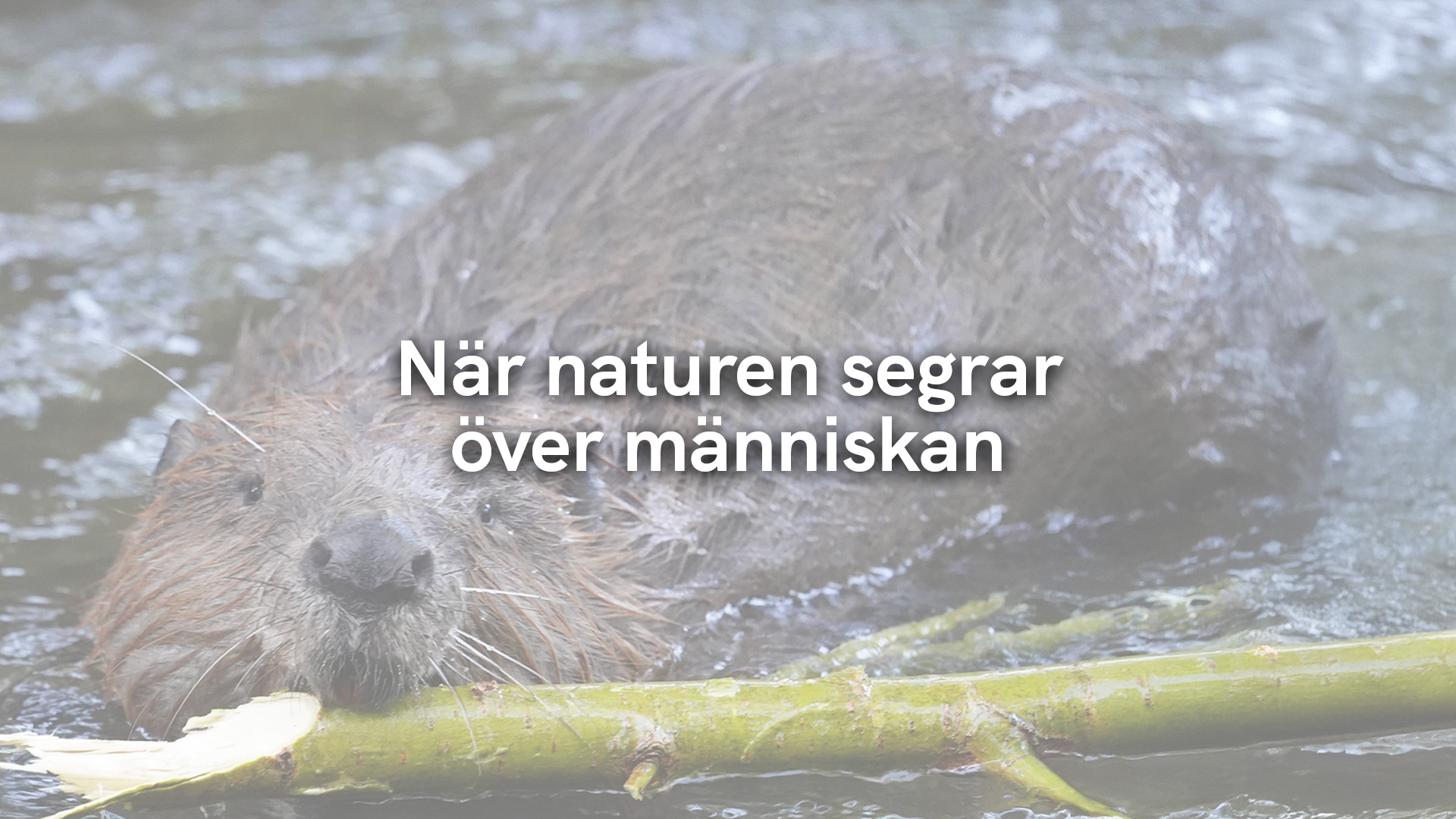 När naturen segrar över människan