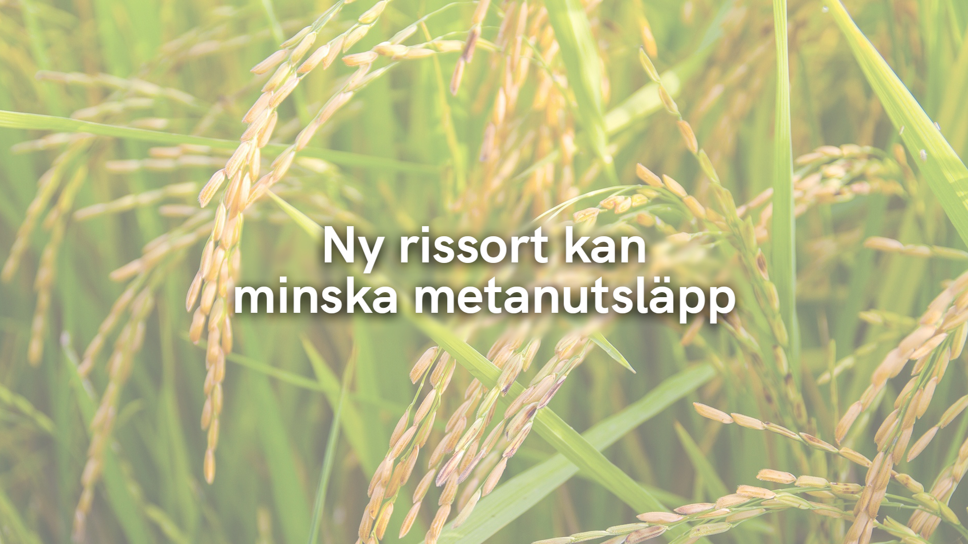 Ny rissort kan minska metanutsläpp