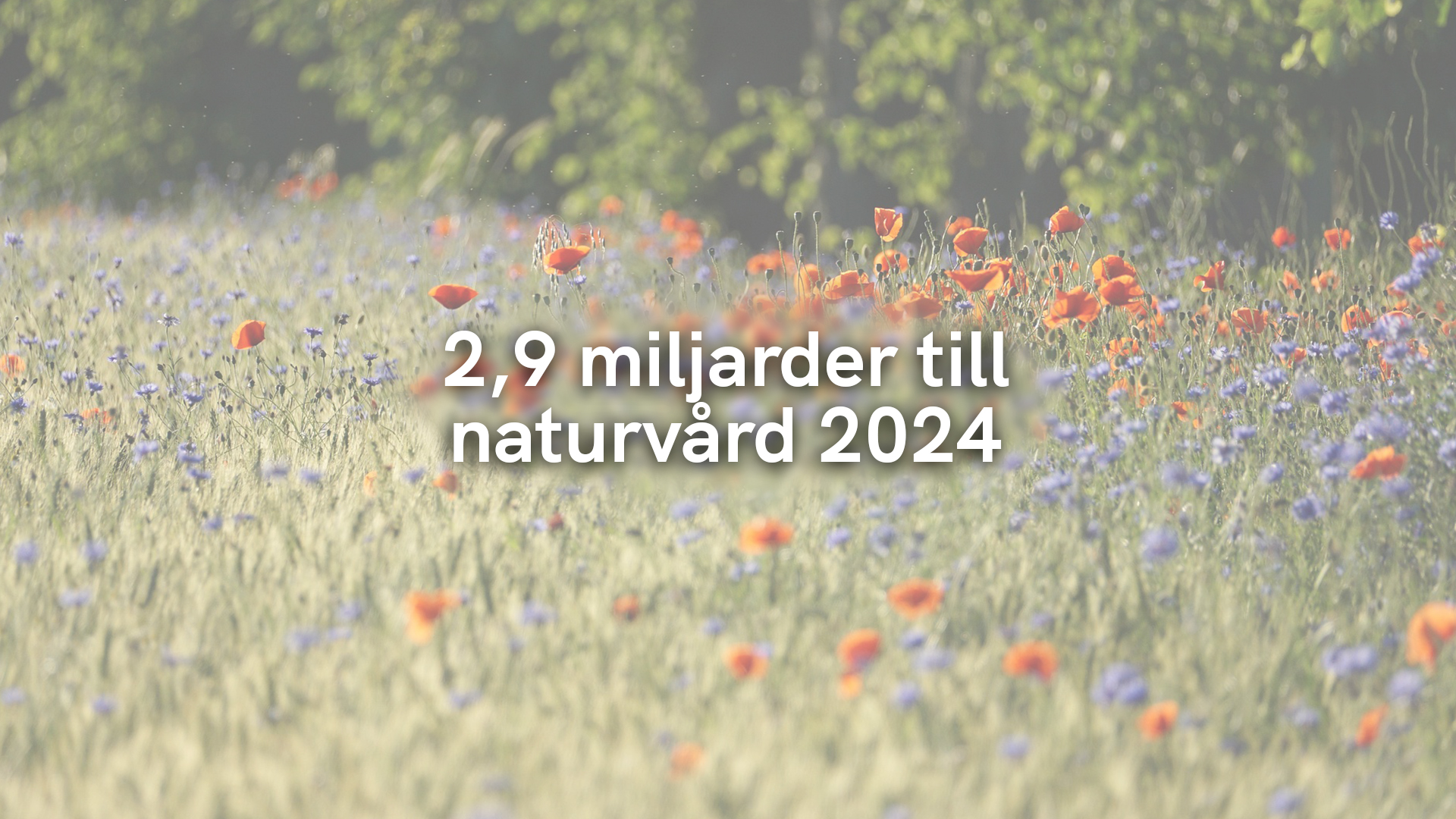 2,9 miljarder till naturvård 2024