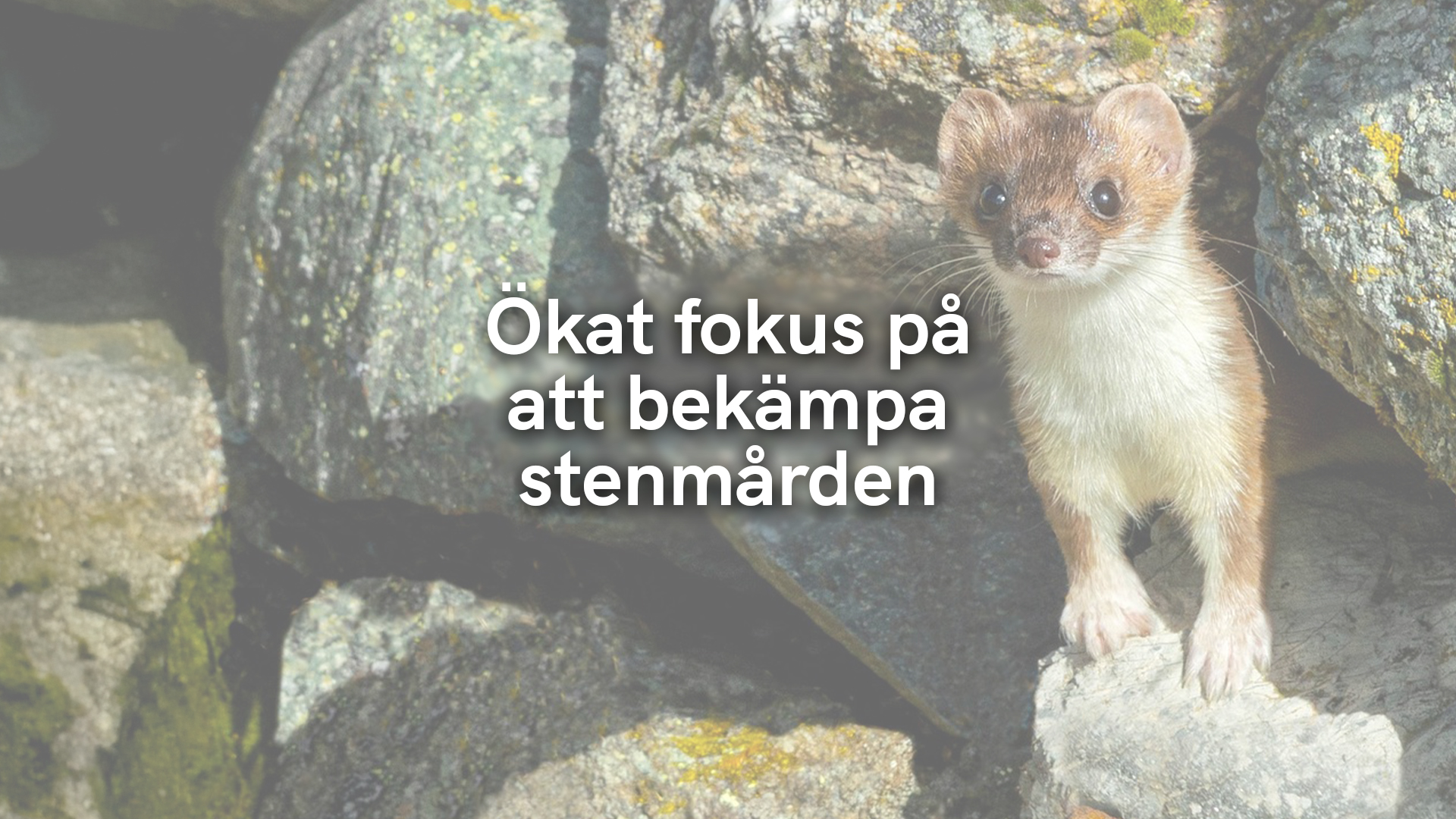 Ökat fokus på att bekämpa stenmården