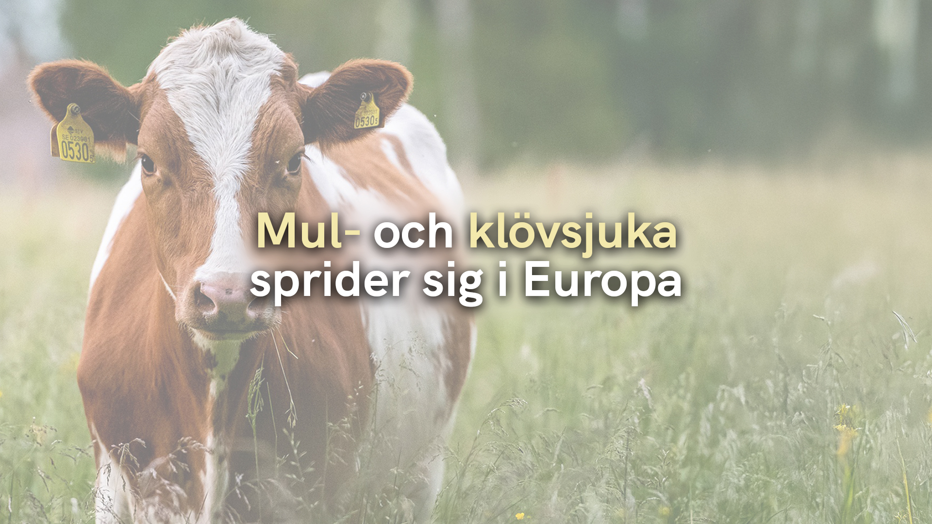 Mul- och klövsjuka sprider sig i Europa