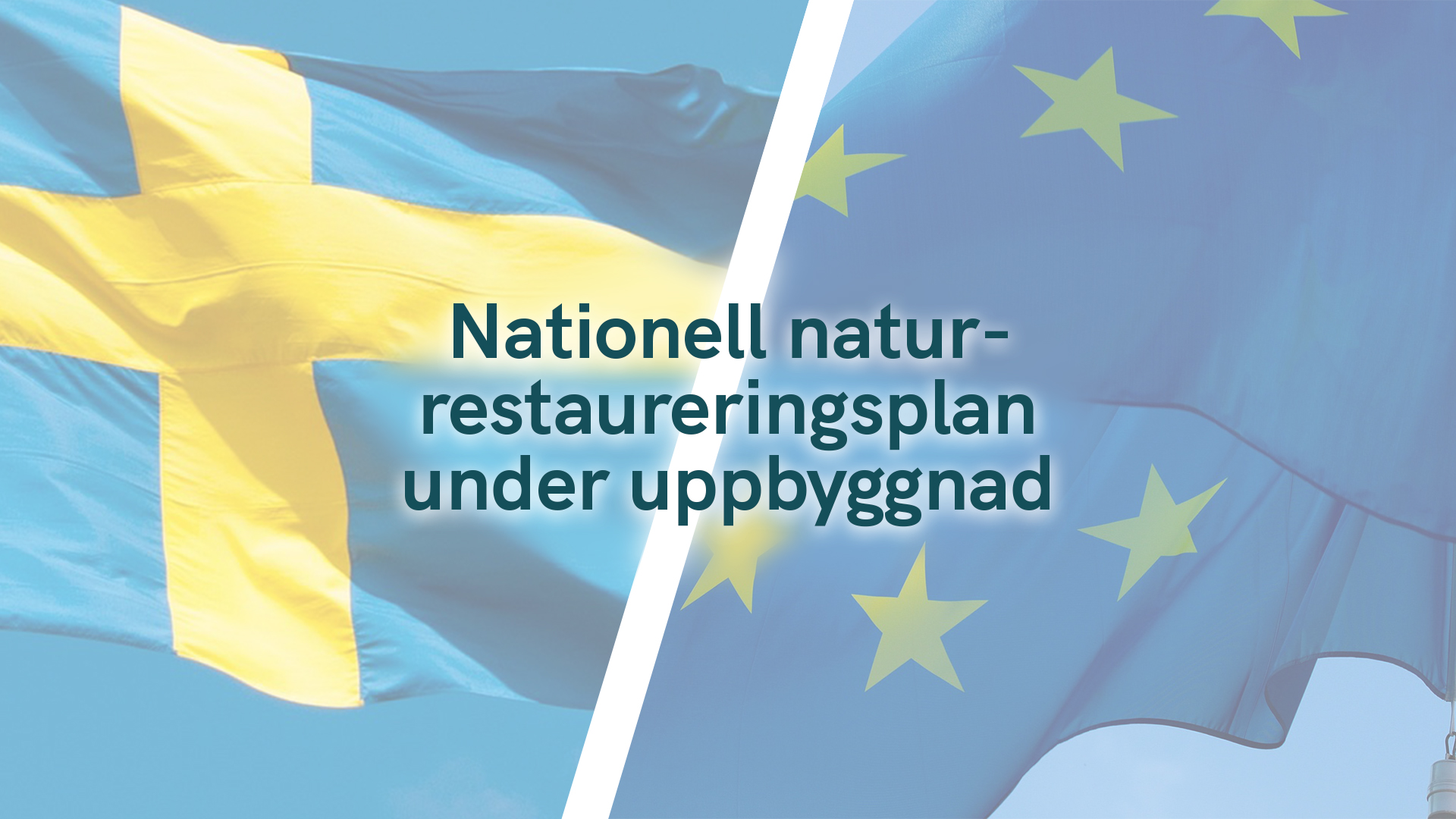 Nationell naturrestaureringsplan under uppbyggnad