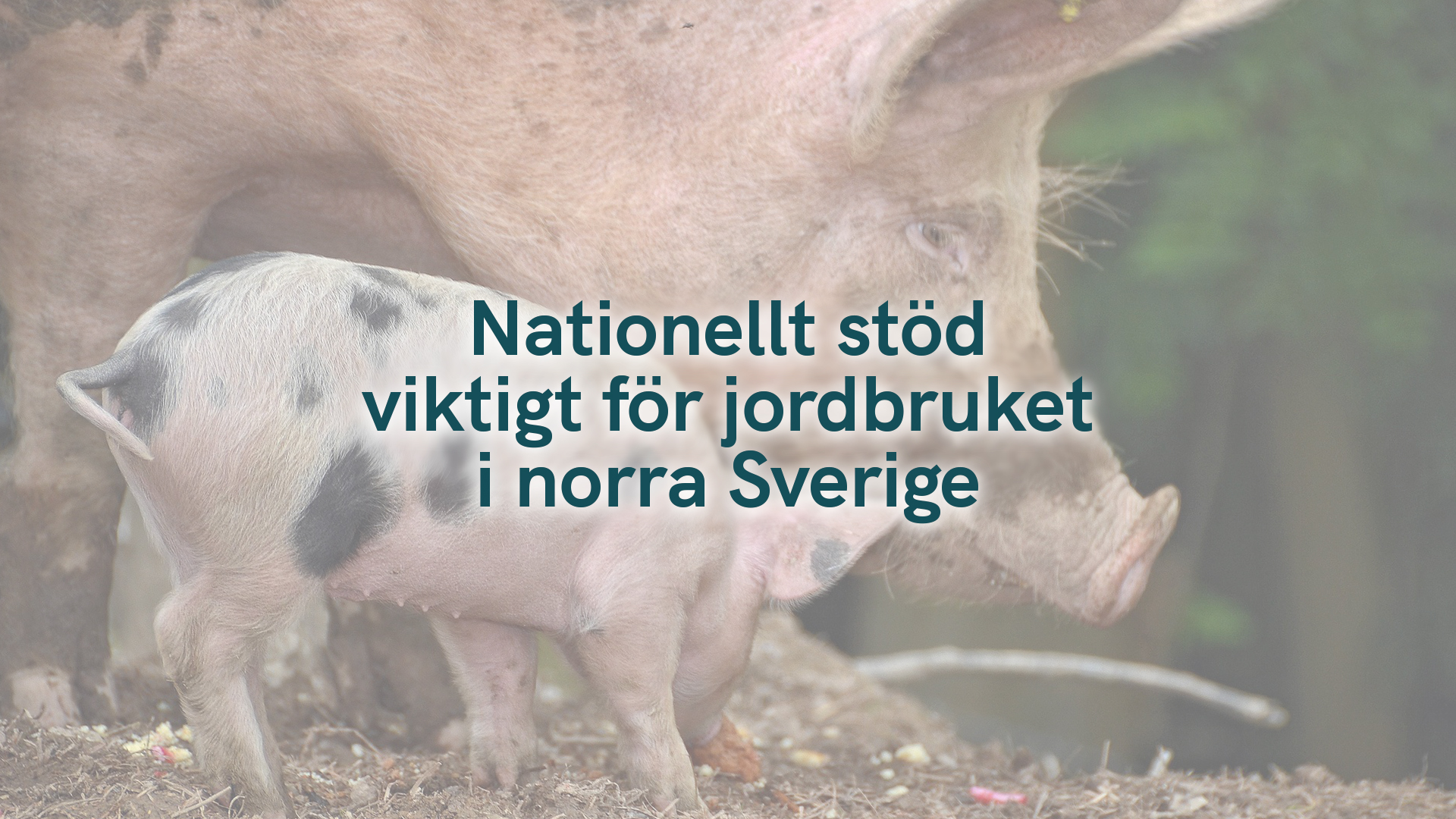 Nationellt stöd viktigt för jordbruket i norra Sverige