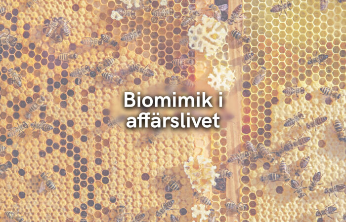 Biomimik i affärslivet