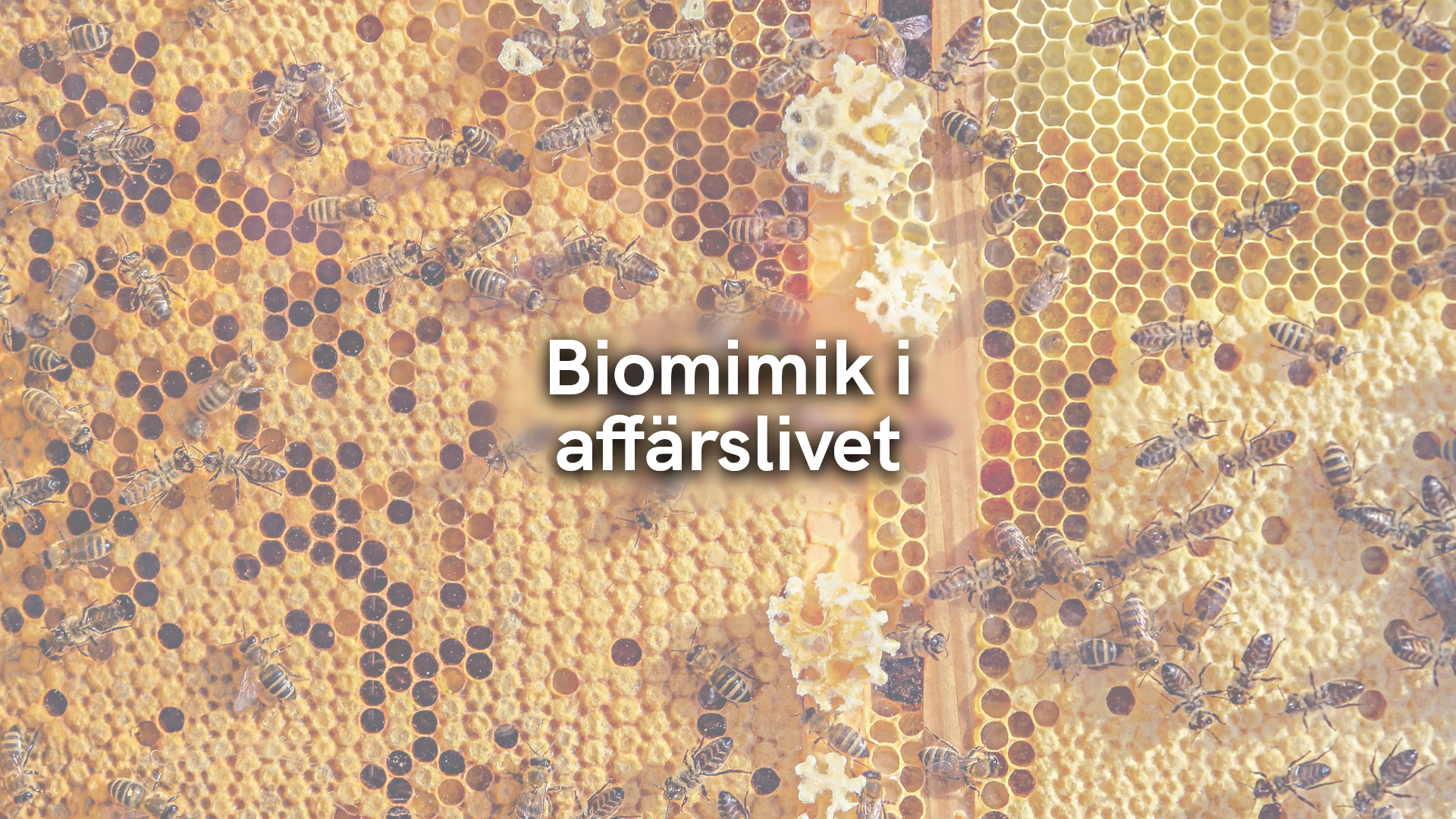 Biomimik i affärslivet