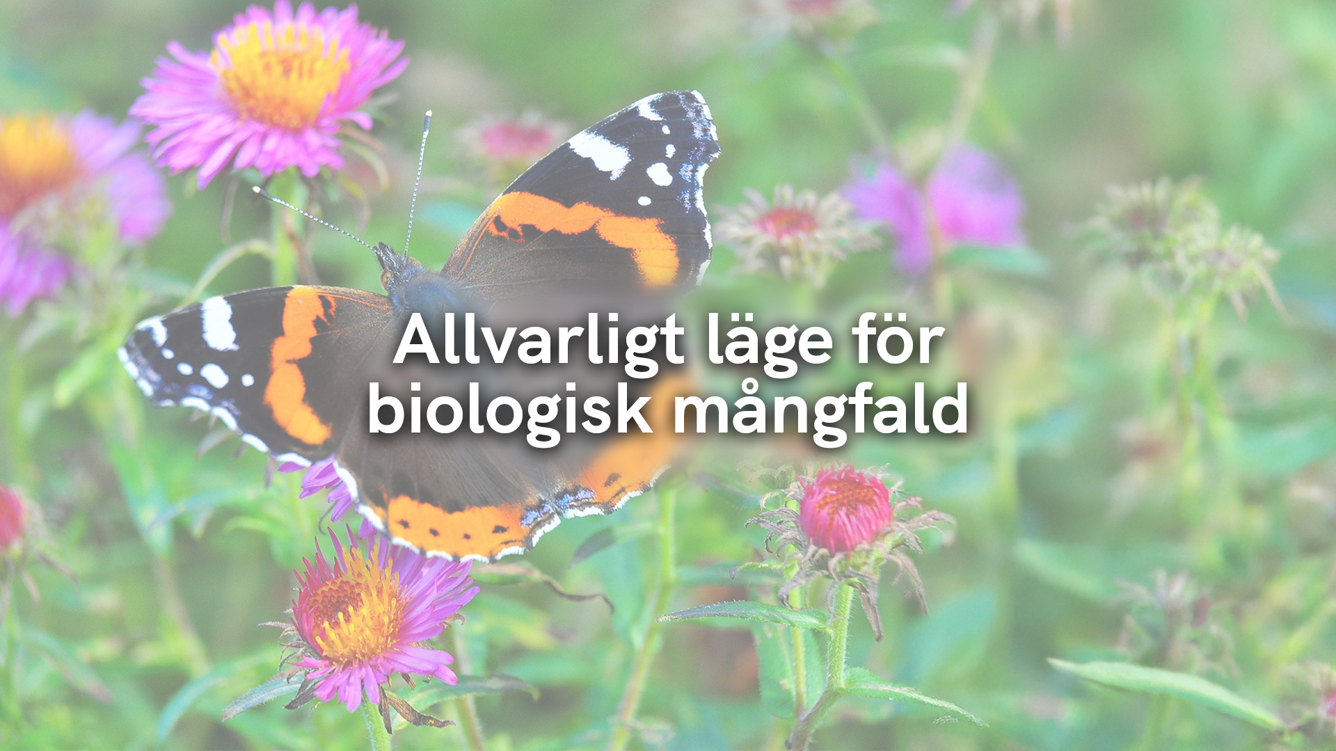 Allvarligt läge för biologisk mångfald