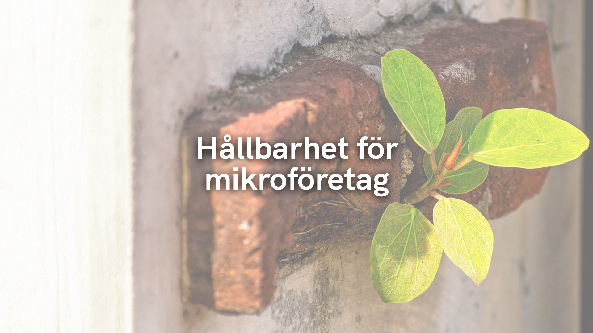 Hållbarhet för mikroföretag