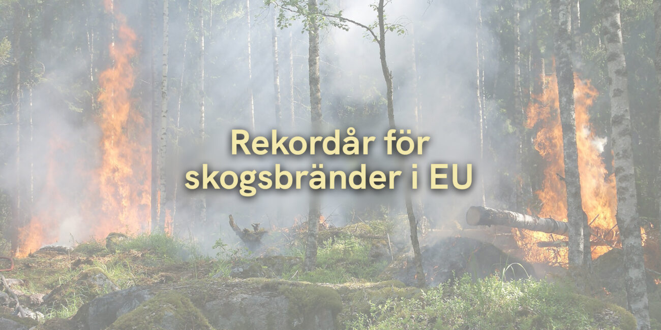 Rekordår för skogsbränder i EU