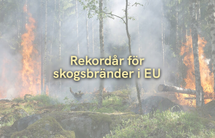 Rekordår för skogsbränder i EU