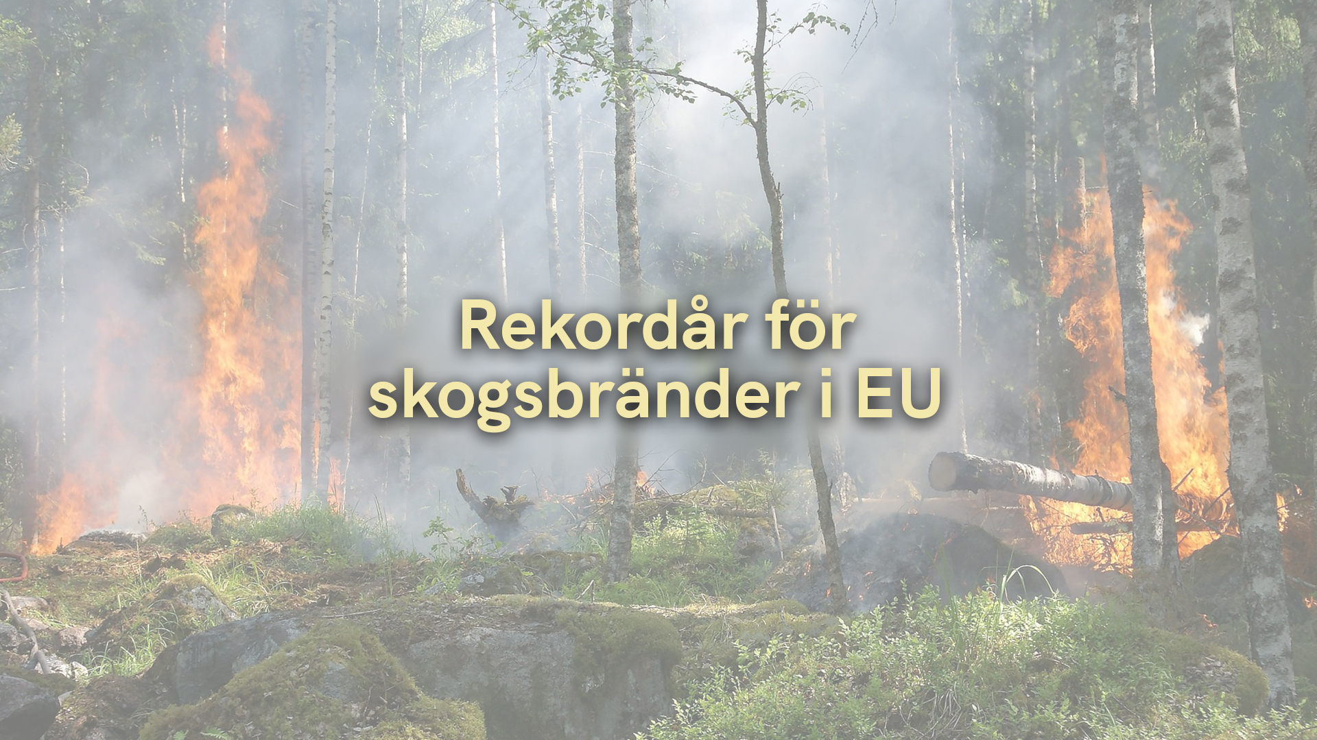Rekordår för skogsbränder i EU