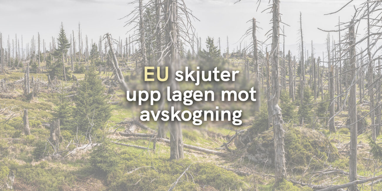 EU skjuter upp lagen mot avskogning