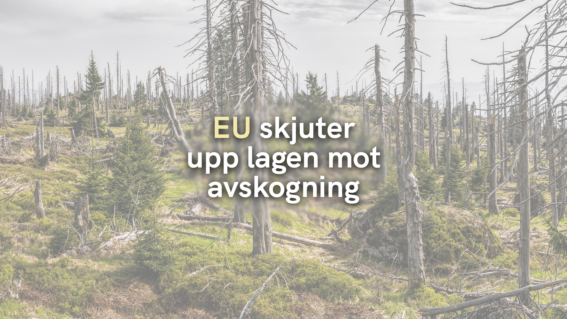 EU skjuter upp lagen mot avskogning