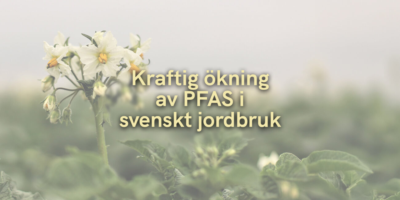 Kraftig ökning av PFAS i svenskt jordbruk