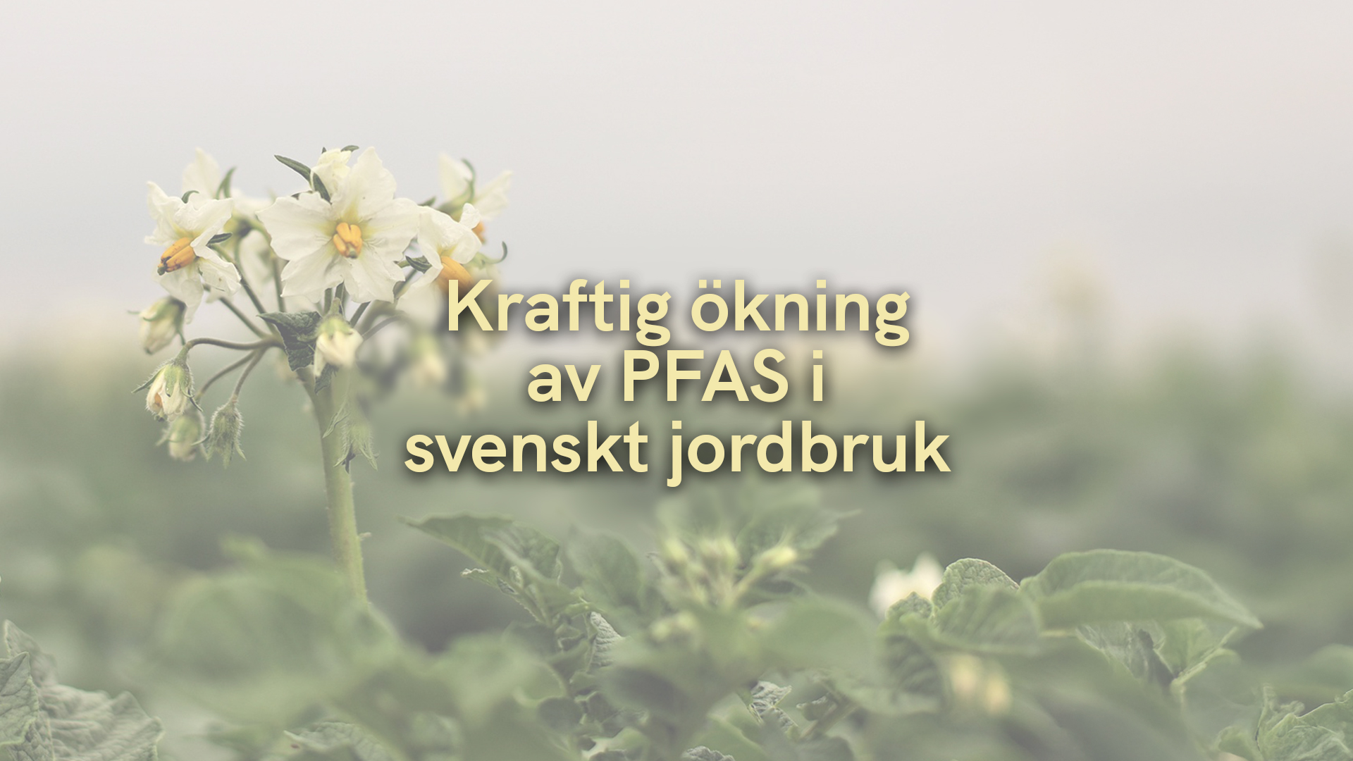 Kraftig ökning av PFAS i svenskt jordbruk