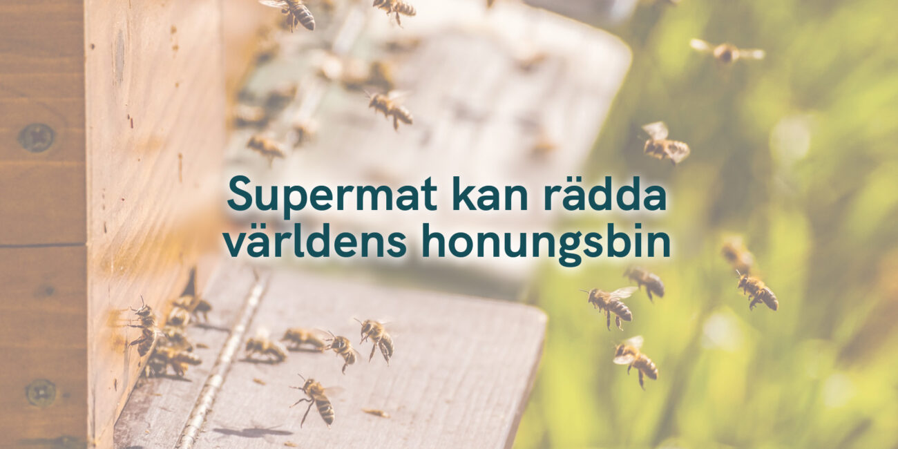 Supermat kan rädda världens honungsbin