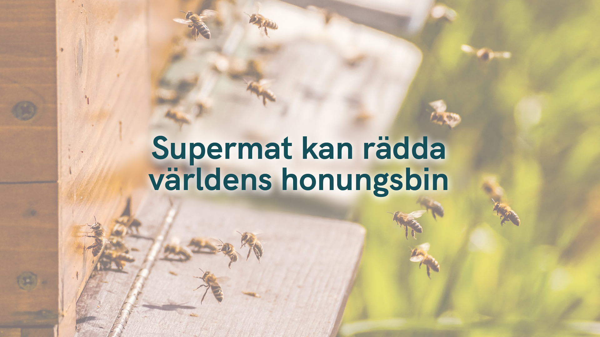 Supermat kan rädda världens honungsbin
