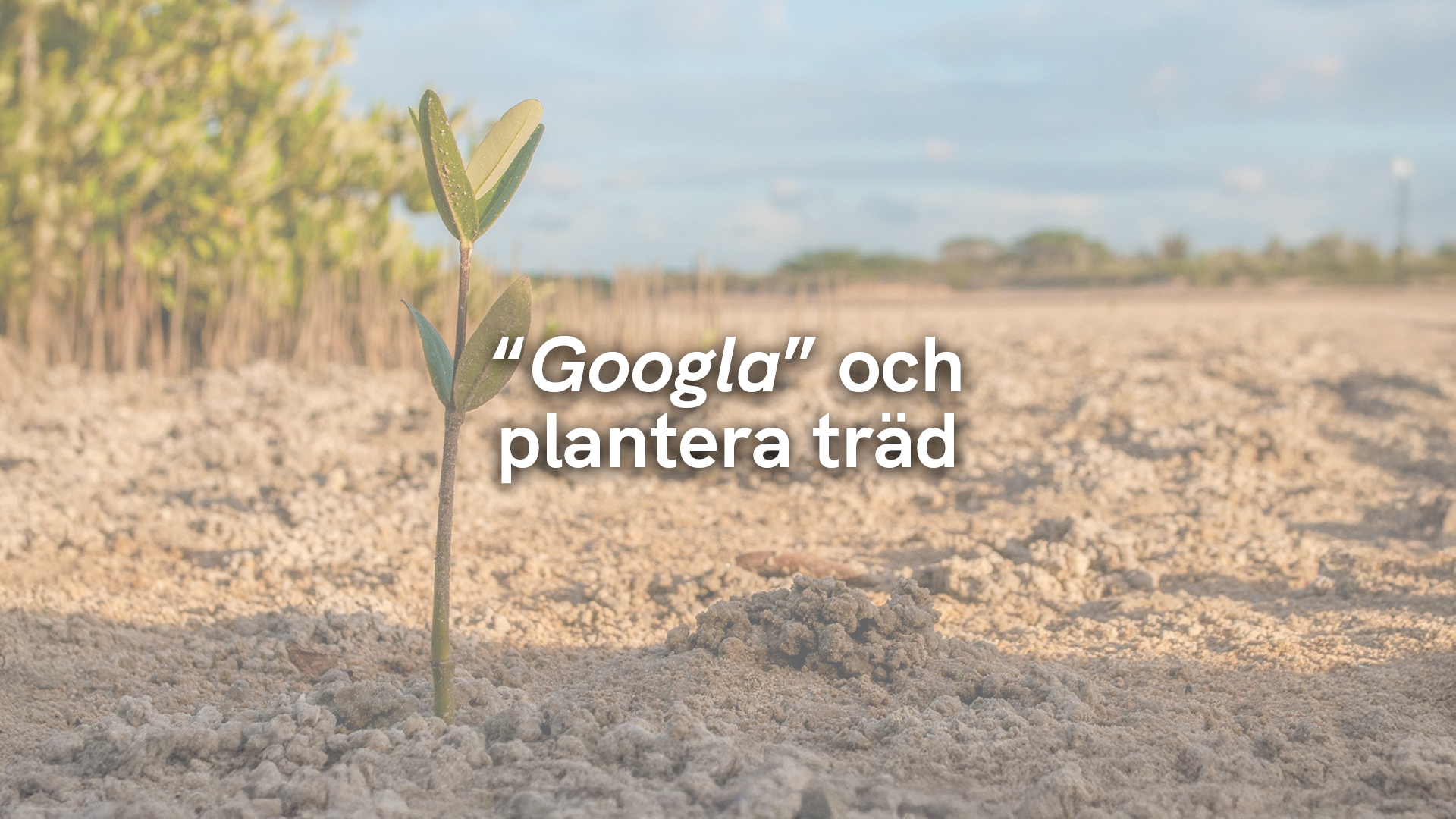 “Googla” och plantera träd